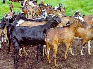 kambing-qurban